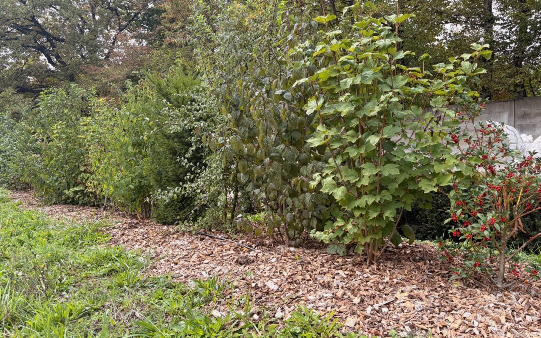 Subvention pour la plantation de haies indigènes